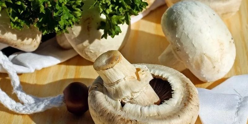 vitamin mushroom parsigharch