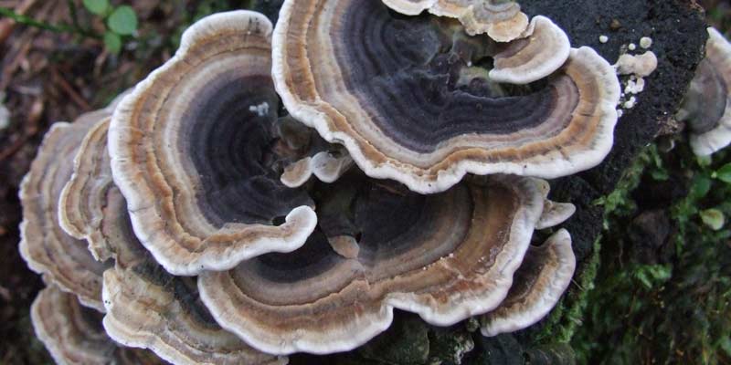 teramets mushroom parsigharch.1