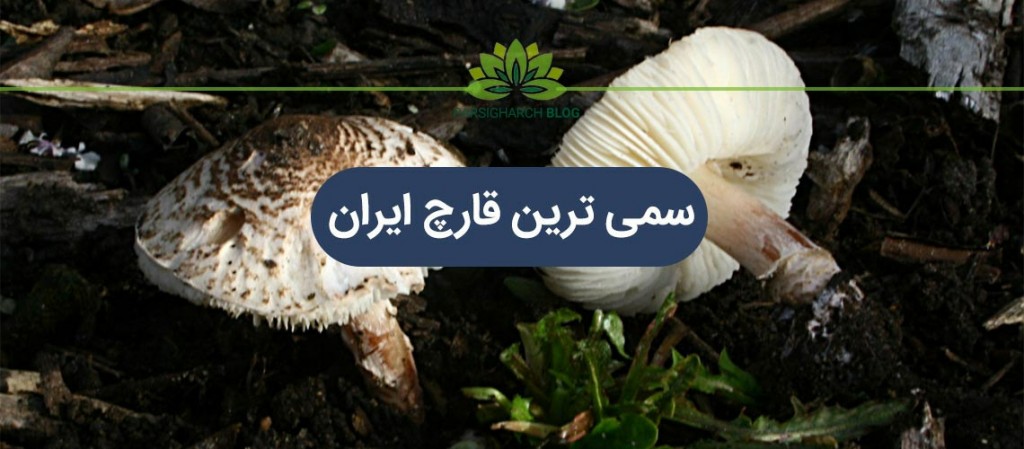 سمی ترین قارچ ایران