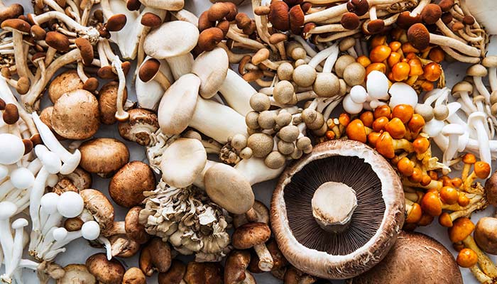 Types of best-selling mushrooms