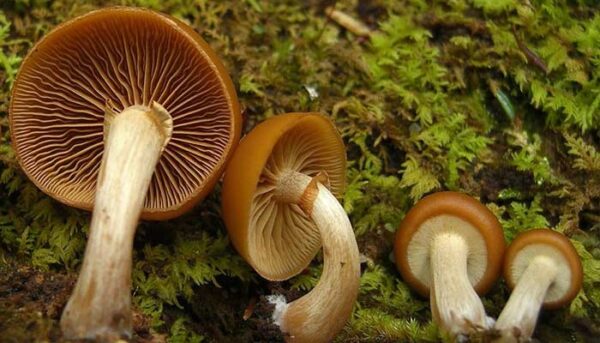 چگونه قارچ خوراکی را از قارچ سمی تشخیص دهیم؟