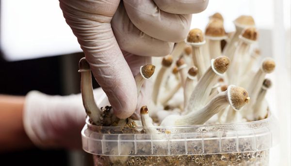 حقایقی درباره قارچ های مجیک ماشروم